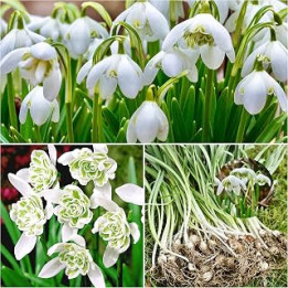 Woodland bulbs® 50 x DOUBLE SNOWDROPS BULBS - UK Grown Freshly Lifted Bulbs - Snowdrops Bulbs For Planting Now UK - Galanthus