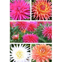 Five Mixed Coloured 'Cactus' Dahlias (Tubers to Plant Yourself) Free UK Postage