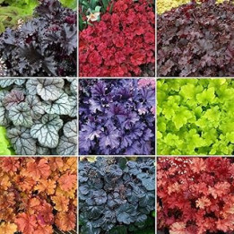 5 x Heuchera Plant Mix - Established Plants in Pots UK Grown