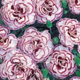 Pack X6 Dianthus 'Grans Favourite' Pinks Perennial Garden Plug Plants