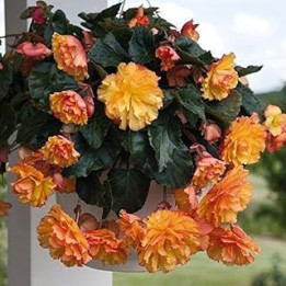 SeeKay Begonia F1 Illumination Golden Picotee - Hanging Basket Type - 20 Seeds - Annual