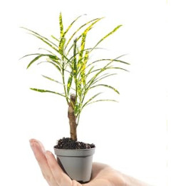 Baby Joseph's Coat Plant - Codiaeum Pictum Small Evergreen Houseplant | Air Purifying Indoor Plant for Home, Office, Kitchen,