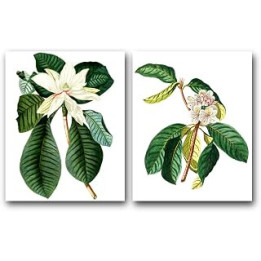 Set of 2 Botanical Prints, White Magnolia, Rhododendron Flowers, 8 x 10 Inches, Unframed