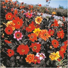 PREMIER SEEDS DIRECT - Dahlia Bishops Children 40 Finest Seeds
