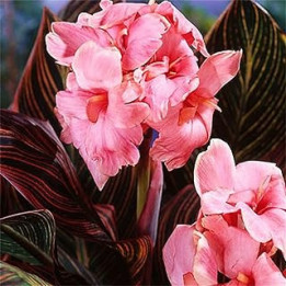 10Stück Rosa Canna Lily Samen Schöne Blume Canna Mehrjährige Pflanze Gartendekoration Hohe Keimrate Einfach zu überleben