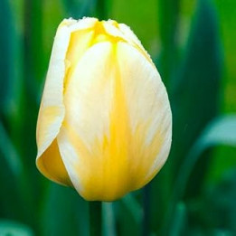 10 x Tulipa Single Early Flaming Coquette - Spring Flowering Bulbs – Beautiful Blooms of White & Yellow – A Symbol of Spring –