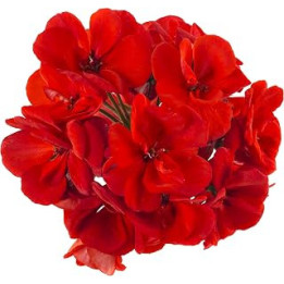 Flowering Plants - Geranium - 'Deep Scarlet' -20 x Large Plant Pack - Garden Ready + Ready to Plant - Premium Quality Plants