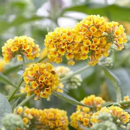 Buddleia weyeriana 'Sungold' Butterfly Bush in a 2L Pot