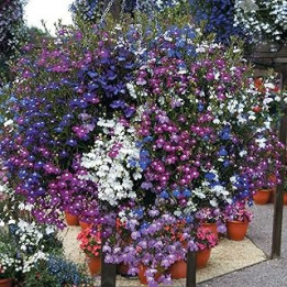 Welldales 50 Mixed Giant Cascading Lobelia Seeds Trailing Hanging Basket UK Rockery Annual
