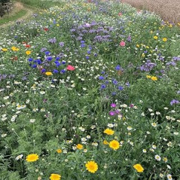 Eco Meadow - Wild Grass Seed and Native Flower Seeds Mix - Garden Lawncare Guy (100g for 20m²)