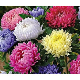 PREMIER SEEDS DIRECT -Aster China - Peony Mix 750 Seeds